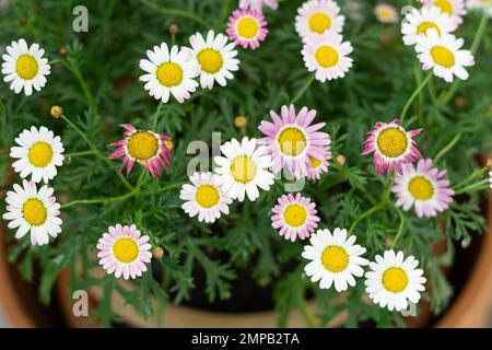 Argyranthemum frutescens Bright Carmine im Garten Stockfoto