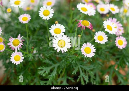 Argyranthemum frutescens Bright Carmine im Garten Stockfoto