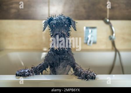 Nasser Hund in der Badewanne, kleiner schwarzer Schnauzer Stockfoto