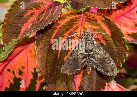 Carolina Sphinx Moth - Manduca sexta Stockfoto