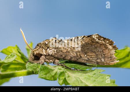 Carolina Sphinx Moth - Manduca sexta Stockfoto