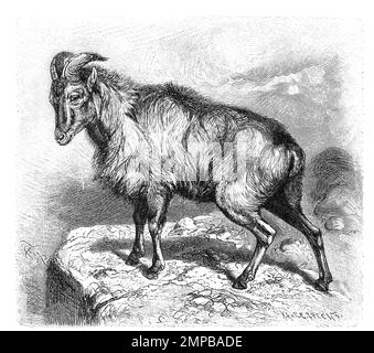 Himalaya-Tahr, Hemitragus jemlahicus, ist eine in der Himalaya-Region lebende ziegenartige Paarhuferart, Historisch, Digital Restaurant Reproduktion von einer Vorlage aus dem 18. Hundert, Stockfoto