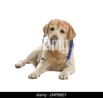 Süßer Labrador-Hund mit Stethoskop als Tierarzt auf weißem Hintergrund Stockfoto