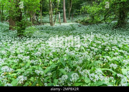 Box Wood Gloucestershire UK, ein Teppich aus Ramsons (Allium ursinum), auch bekannt als wilder Knoblauch, Mai 2022 Stockfoto