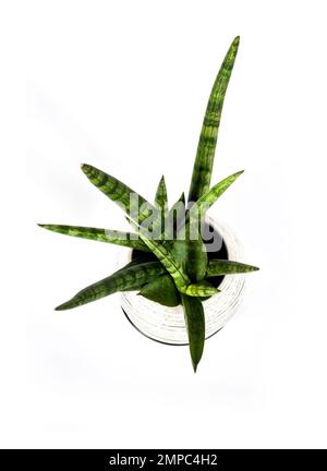 Vergossene Sansevieria cylindrica var. Patula isoliert auf weißem Hintergrund. Sansevieria cylindrica auch als zylindrische Schlangenpflanze, afrikanische Spea, bekannt Stockfoto