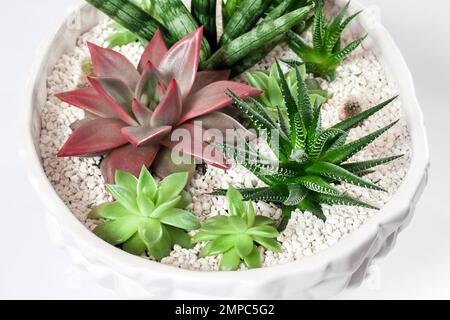 Zusammensetzung der Sukkulentsorte (Echeveria Red Taurus, Haworthia fasciata, Sansevieria cylindrica) in Keramik-Weissblütentopf Stockfoto