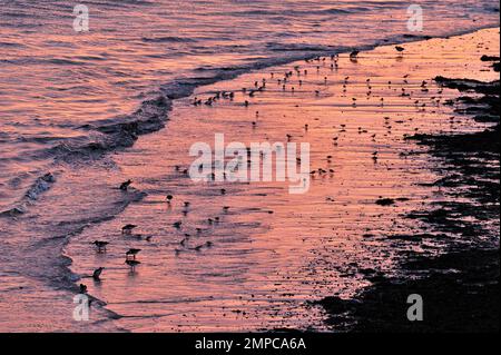 Herde gemischter Arten von Watvögeln, die sich am Ufer des Strandes auf Ebbe ernähren, Northumberland, England, Januar 2012 Stockfoto