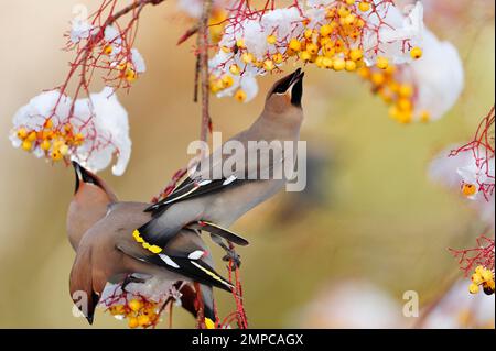 Wachsflügel (Bombycilla garrulus), Fütterung von Zierschwanz (Sorbus sp.) im Garten, Beeren, Berwickshire, Schottland, November 2010 Stockfoto