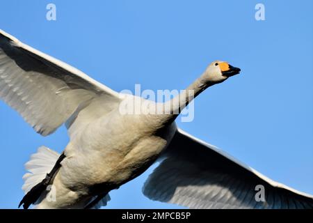 Der alleinstehende Vogel, der über den Teich fliegt, um im Wildfowl and Wetlands Trusts Reserve in Caerlaverock die Nacht zu verbringen, Stockfoto