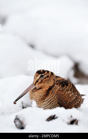 Woodcock (Scolopax rusticola), Fütterung durch Sondierung von weichem Schlamm für wirbellose Beute in feuchten Laubwäldern, Berwickshire, Schottland, Januar 2 Stockfoto