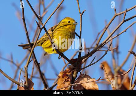 Jellowhammer (Emberiza citrinella) männlicher Vogel hoch oben in Buchenhecke, Berwickshire, Schottische Grenzen, Schottland, Januar 2006a Stockfoto