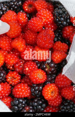 Eine Fülle frisch gepflückter Brombeeren und roter Weinbeeren in Papiertüchern Stockfoto