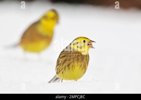 Yellowhammer-Vögel (Emberiza citrinella) in der Schneefutter von Getreide unter der Vogelzucht im Garten, Berwickshire, Schottische Grenzen, Schottland, Januar 2010 Stockfoto
