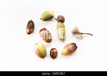 Grüne und braune Eicheln liegen auf einer weißen Oberfläche Stockfoto