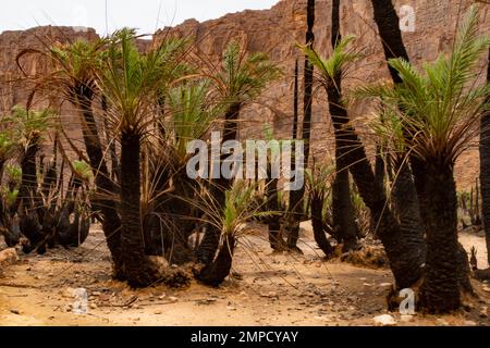 Nachwuchs von Palmenhainen nach Feuer. Aharhar Canyon. Tadrart-Berge. Algerische Wüste Sahara. Provinz Illizi, Djanet, Algerien, Afrika Stockfoto