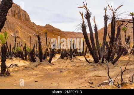 Nachwuchs von Palmenhainen nach Feuer. Aharhar Canyon. Tadrart-Berge. Algerische Wüste Sahara. Provinz Illizi, Djanet, Algerien, Afrika Stockfoto