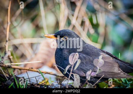 Gewöhnliche Ameisenvögel aus nächster Nähe Stockfoto