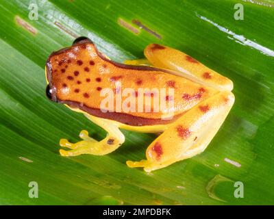 Roter Treefrog (Dendropsophus rhodopeplus) auf einem Blatt über einem Becken im ecuadorianischen Amazonas. Stockfoto