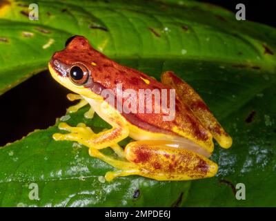 Roter Treefrog (Dendropsophus rhodopeplus) auf einem Blatt über einem Becken im ecuadorianischen Amazonas. Stockfoto