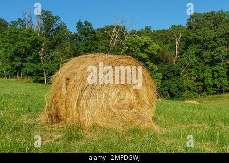 Ein einziger Heuballen auf dem Gras vor dem Baumstamm an einem klaren, sonnigen Tag Stockfoto