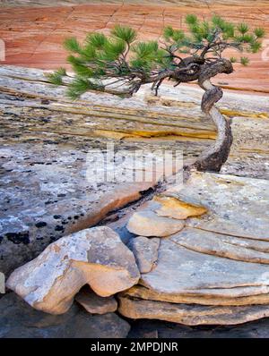 Bonsa-Ponderosa-Kiefer, die ums Überleben kämpft, und Cherboard Mesa. Zion-Nationalpark, Utah. Stockfoto