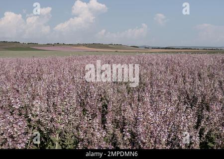 Feld von Clary Salbei - Salvia Sclarea in Blüte, kultiviert, um ätherisches Öl und Honig zu extrahieren. Feld mit blühenden Salbeipflanzen bei goldenem Sonnenuntergang Stockfoto