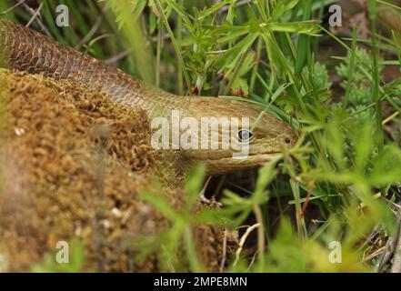 Europäische Glas Lizard (Ophisaurus apodus) in der Nähe von Erwachsenen Popovo polje Karstgebiet, Herzegowina, Bosnien und Herzegowina April Stockfoto