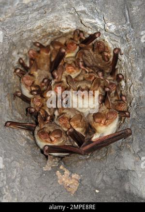 Mehr Mouse-eared Bat (Myotis myotis) Erwachsene Rastplätze in der Bohrung im verlassenen Eisenbahntunnel Dach Cvaljina Dorf, Popovo polje Karstgebiet, Herzegov Stockfoto