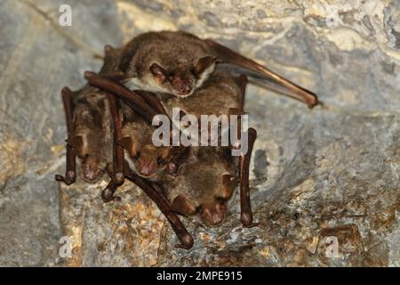 Mehr Mouse-eared Bat (Myotis myotis) Erwachsene Rastplätze in der Bohrung im verlassenen Eisenbahntunnel Dach Cvaljina Dorf, Popovo polje Karstgebiet, Herzegov Stockfoto