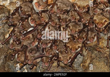 Mehr Mouse-eared Bat (Myotis myotis) Erwachsene Rastplätze in der Bohrung im verlassenen Eisenbahntunnel Dach, eins mit parasitären Fliege auf Kopf Cvaljina Dorf, Po Stockfoto