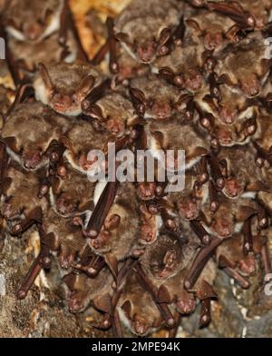 Großmaul-Fledermaus (Myotis myotis) Erwachsene, die in einem Loch im verlassenen Tunnel-Dach der Eisenbahn sitzen, einer mit parasitärer Fliege auf dem Kopf, Cvaljina Village, Pop Stockfoto