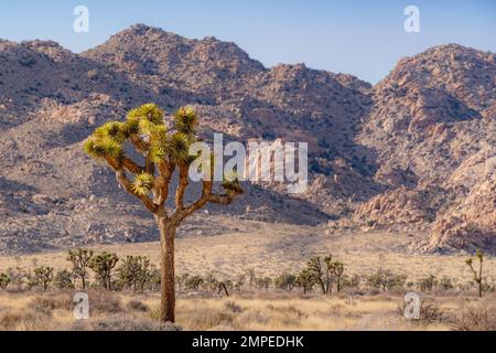 Single Joshua Tree in der Wüste des Joshua Tree National Park, in der Nähe von Twentynine Palms, Kalifornien Stockfoto