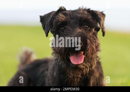 Großer schwarzer Hund Riesenschnauzer auf grünem Gras. Spazieren Sie im Park an einem sonnigen Sommertag mit ausgestreckter Zunge Stockfoto