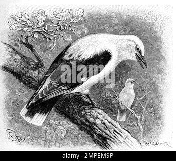 Vogel, Pirol, Oriolus oriolus ist ein Singvogel aus der Gattung der eigentlichen Pirole, Historisch, Digital Restaurant Reproduktion von einer Vorlage aus dem 19. Hundert Stockfoto