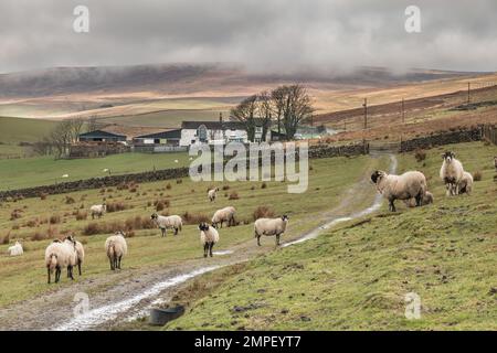 Die Sonne bricht durch die Wolken und bildet ein Flickwerk auf dem Hügel im Hintergrund hinter Lingy Hill Farm, Harwood, Teesdale. Stockfoto