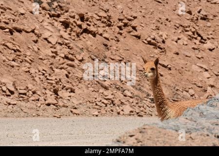 Wilde Vikunja in der Atacama-Wüste Chile Südamerika Stockfoto