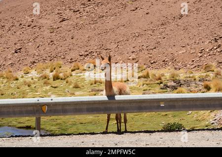 Wilde Vikunja in der Atacama-Wüste Chile Südamerika Stockfoto