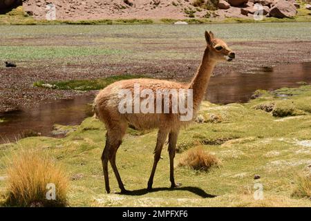 Wilde Vikunja in der Atacama-Wüste Chile Südamerika Stockfoto