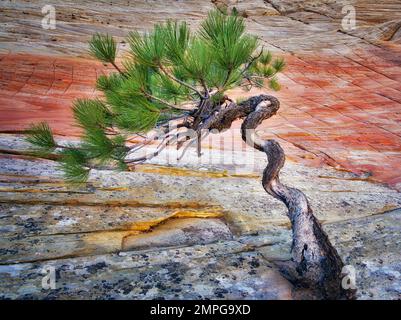 Bonsa-Ponderosa-Kiefer, die ums Überleben kämpft, und Cherboard Mesa. Zion-Nationalpark, Utah. Stockfoto