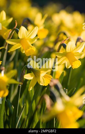 Mach Dafodillköpfe in der Sonne zu Stockfoto