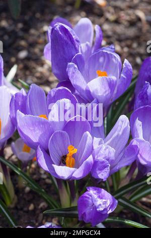 Lila Kroziiblüten schließen sich Stockfoto