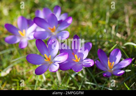 Weite, offene lila Kroziiblüten, ganz nah Stockfoto