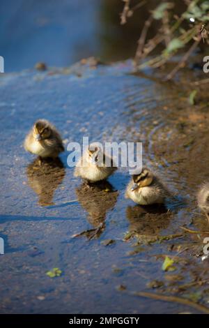 Drei Entenküken stehen im flachen Wasser Stockfoto