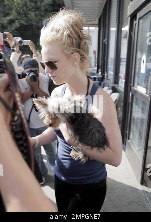 Britney Spears besucht Petco mit ihrem süßen Yorkshire Terrier Welpen London. Es wurde berichtet, dass ein Richter Britney gebeten hat, nicht mit ihren Kindern im Auto zu fahren, aber ich schätze, ein kleiner pelziger Freund zählt nicht. Los Angeles, Kalifornien. 11/17/07. Stockfoto