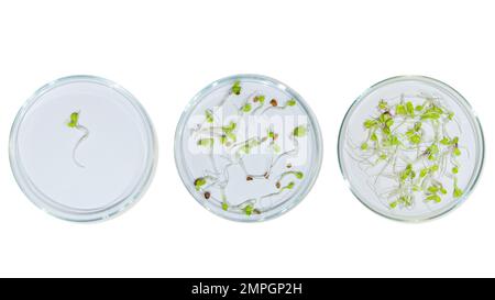 Laborglaswaren mit Pflanzensprossen. Auf einem leeren Hintergrund. Isoliert. PNG. Grünpflanzen, Sprossen, Forschung, Biotechnik, Studium, Kultivierung. Stockfoto