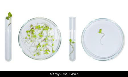 Laborglaswaren mit Pflanzensprossen. Auf einem leeren Hintergrund. Isoliert. PNG. Grünpflanzen, Sprossen, Forschung, Biotechnik, Studium, Kultivierung. Stockfoto