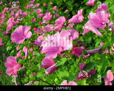 Nahaufnahme einer rosa Lavatera-Blume auf der Wiese an sonnigen Tagen Stockfoto