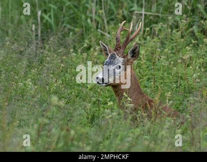 Junger Rotwild, Cervus elaphus, in langem Gras, Schottland Stockfoto