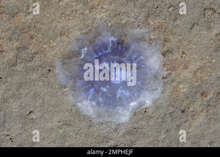 Schlammfläche mit Cornflower Qualle (Cyanea lamarckii) am Strand im Waddensee-Nationalpark, Nordsee, Deutschland Stockfoto