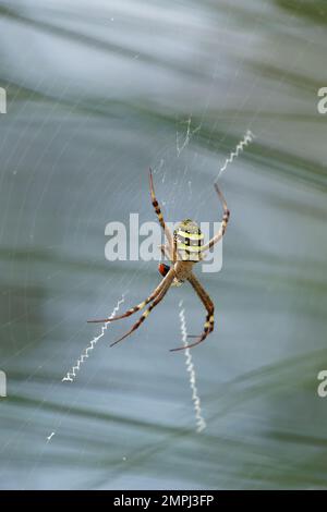 St. Andrews Cross Spider im Internet Stockfoto